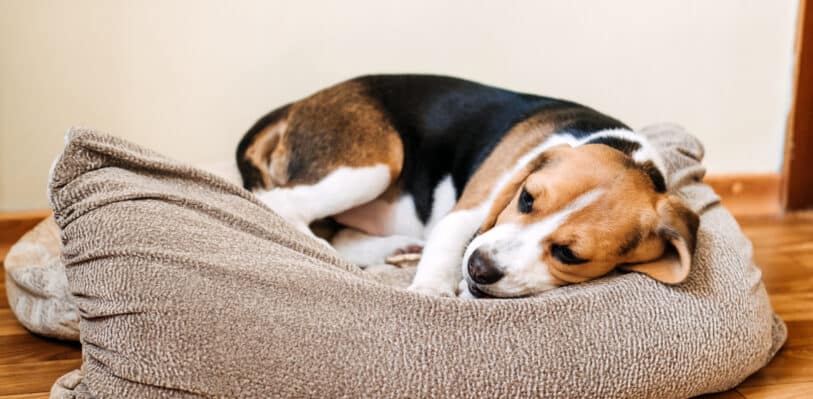 Dog resting on a dog bed.