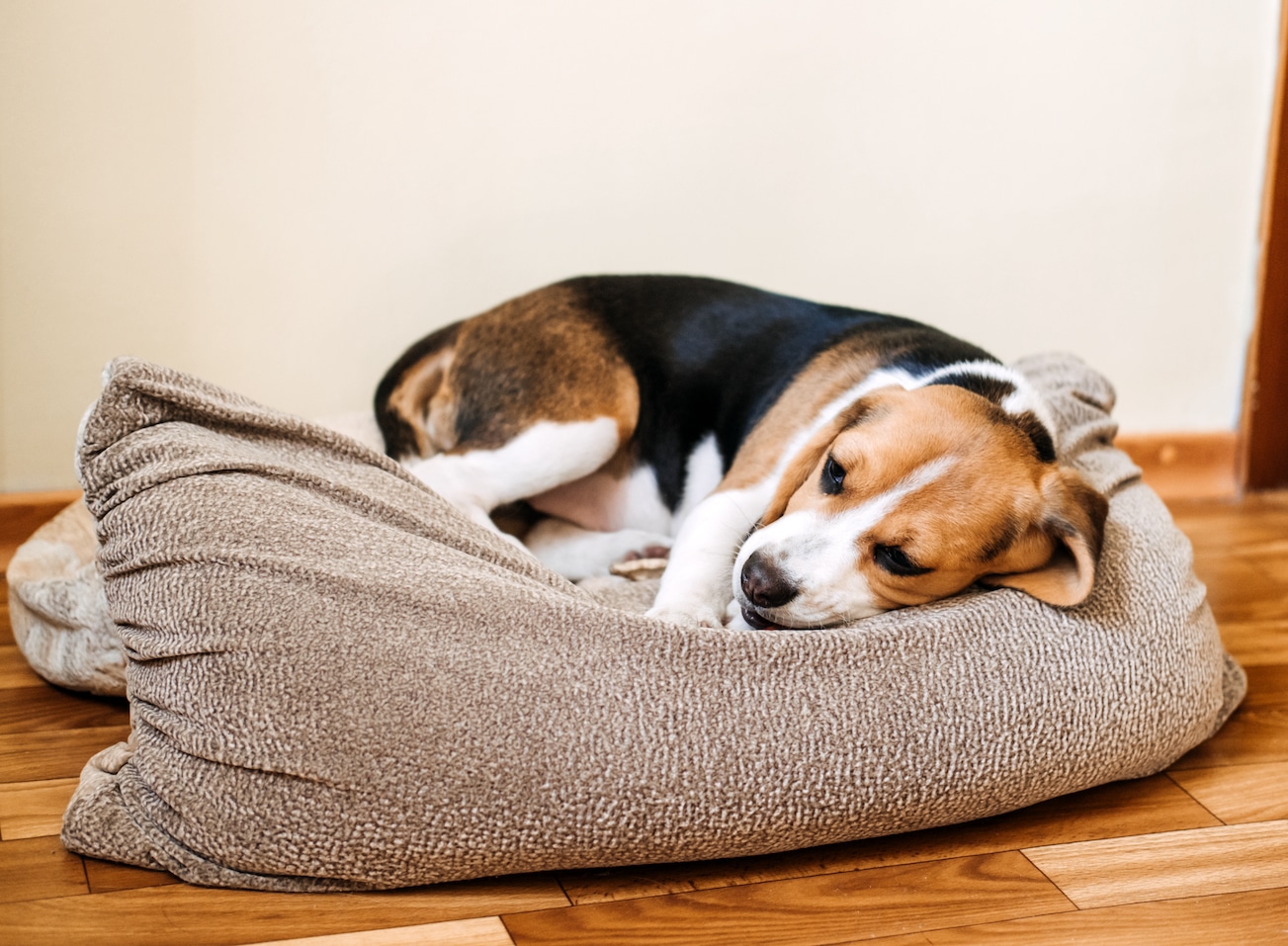 Dog resting on a dog bed.