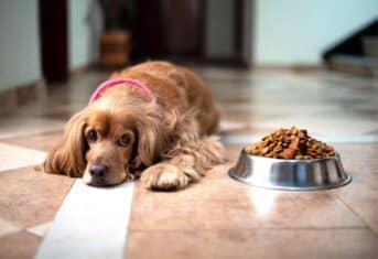 cocker spaniel sitting in front of a bowl