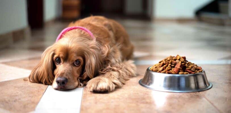cocker spaniel sitting in front of a bowl