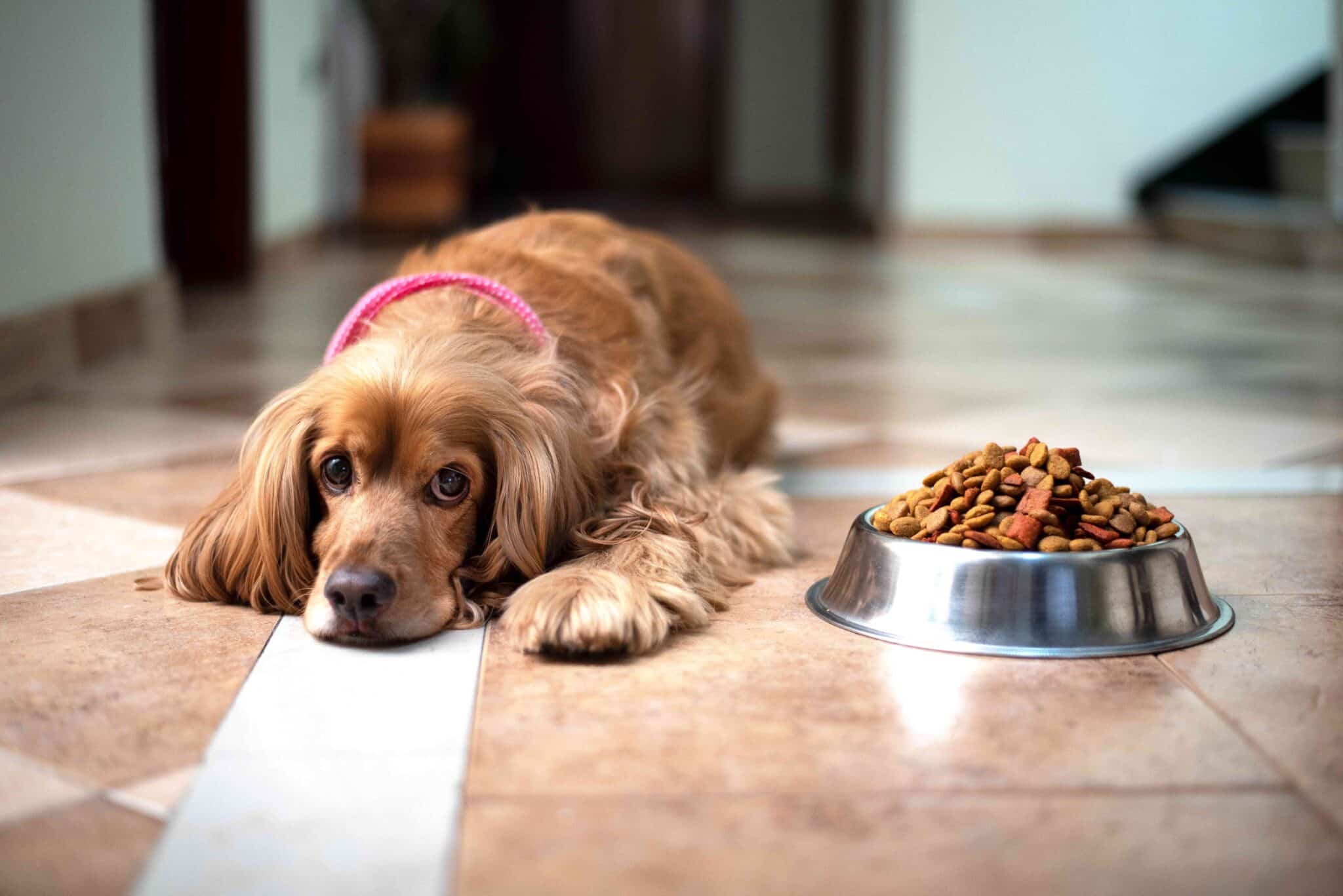 cocker spaniel sitting in front of a bowl