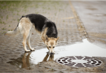 A dog drinking from a puddle