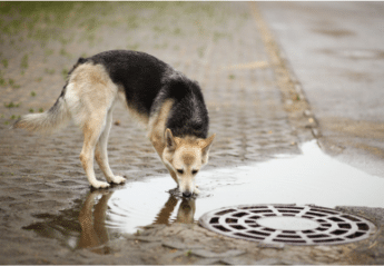 A dog drinking from a puddle