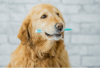 A dog with a toothbrush