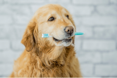 A dog with a toothbrush