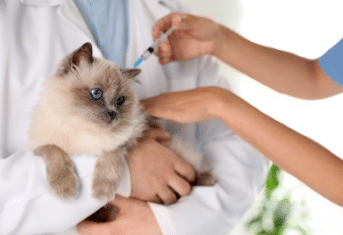 A cat receiving an injection of medicine