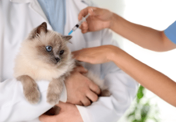 A cat receiving an injection of medicine