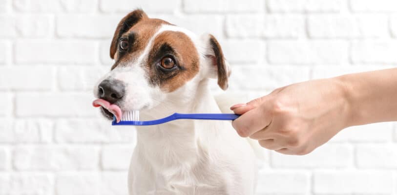 Cute white dog with human hand holding toothbrush