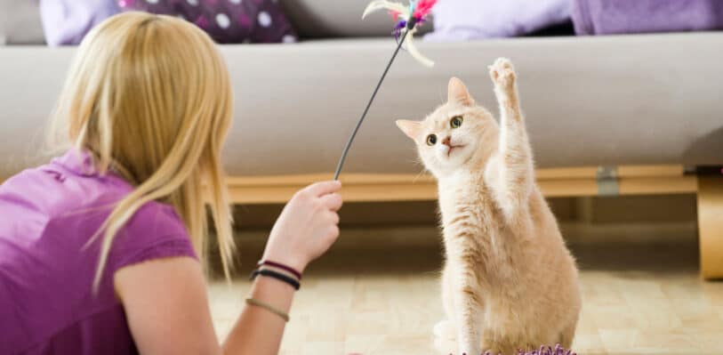 Girl playing with cat using a feather wand.
