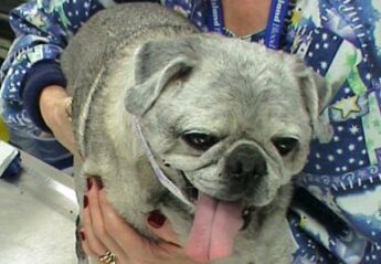 A pug with fur color change due to the canine melanoma vaccine