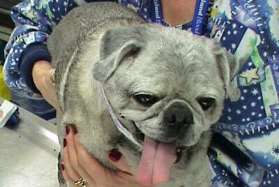 A pug with fur color change due to the canine melanoma vaccine