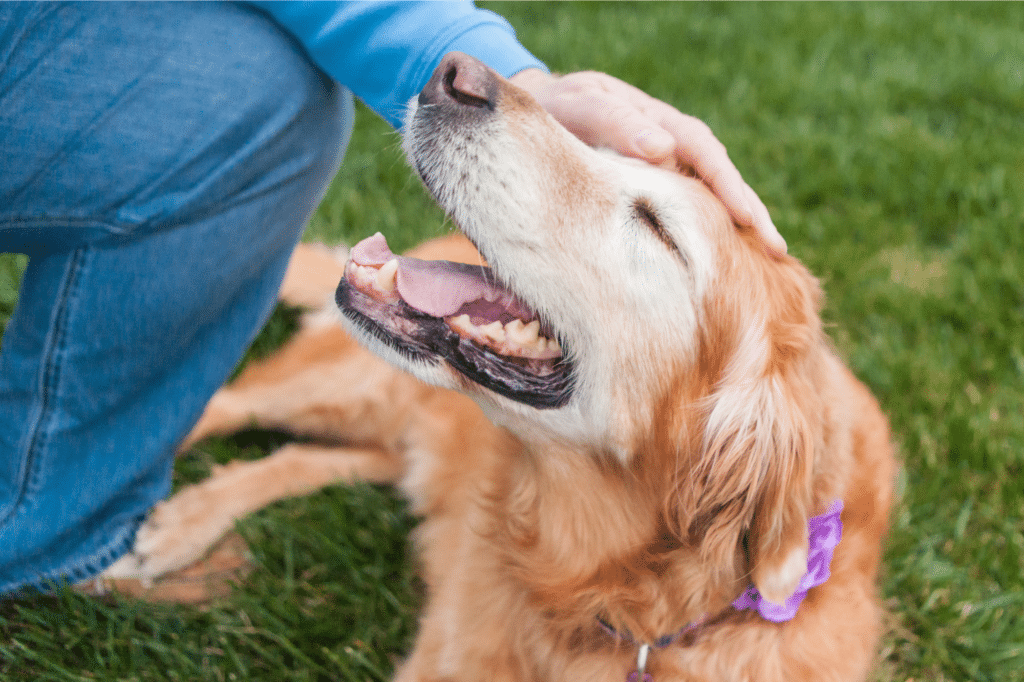 Cognitive Dysfunction Syndrome (CDS) in Pets - The Animal Medical Center