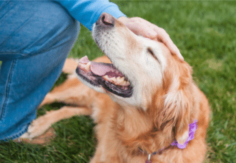 A senior Golden Labrador being pet.