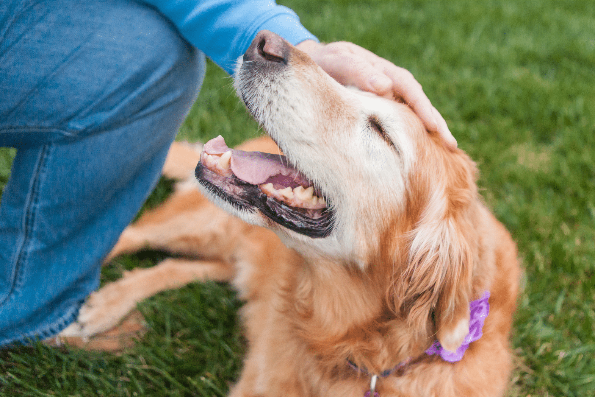 A senior Golden Labrador being pet.