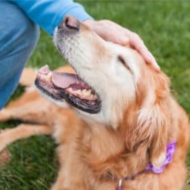 Close-up of a dog being pet