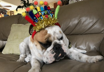 Oskar, a leap year dog, on a couch wearing a Happy Birthday crown