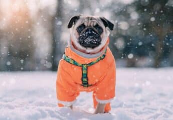 Pug in an orange jacket out in the snow.