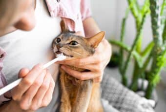 brushing a cat's teeth