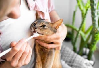 brushing a cat's teeth