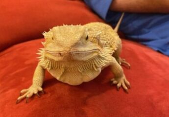 A bearded dragon