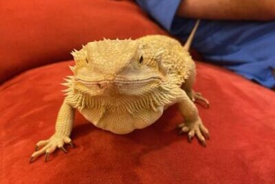 A bearded dragon