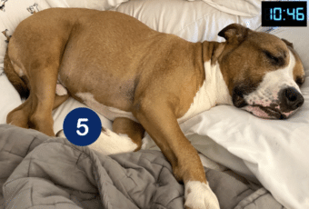 dog sleeping, measure respiratory rate