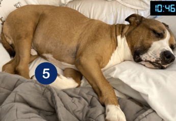 dog sleeping, measure respiratory rate