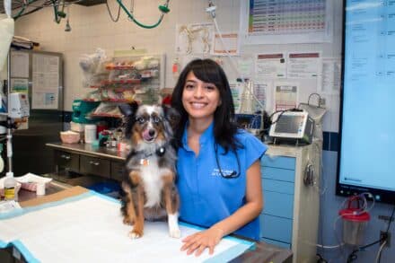 A Licensed Veterinary Technician with a dog