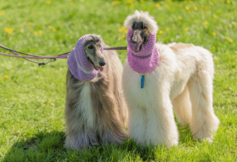 Two longhaired poodles