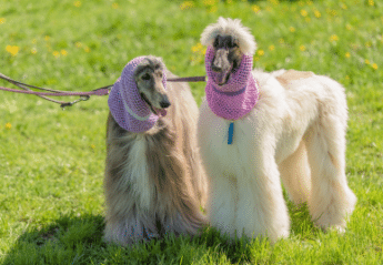 Two longhaired poodles