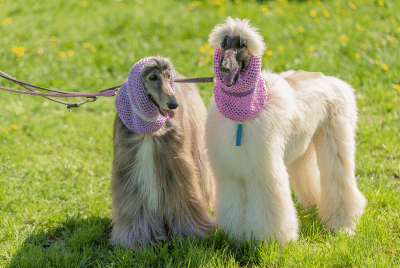 Two longhaired poodles