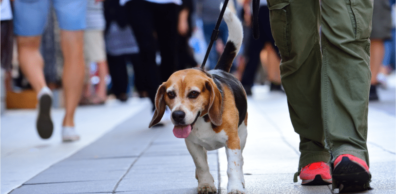 Person walking a dog in a city.