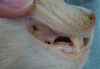 Yellow tongue and gums in a cat