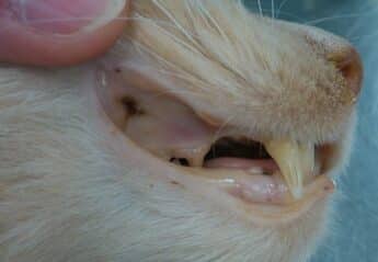 Yellow tongue and gums in a cat