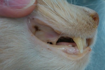 Yellow tongue and gums in a cat