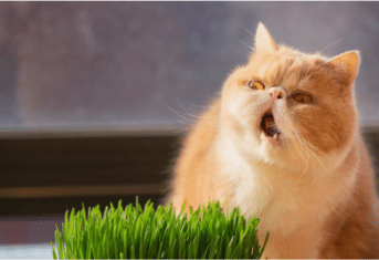 A cat eating grass