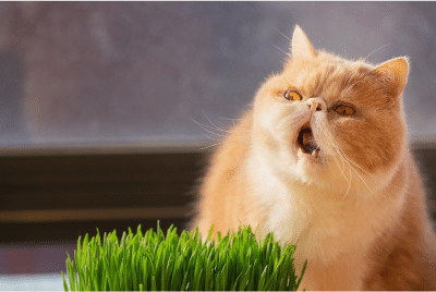 A cat eating grass