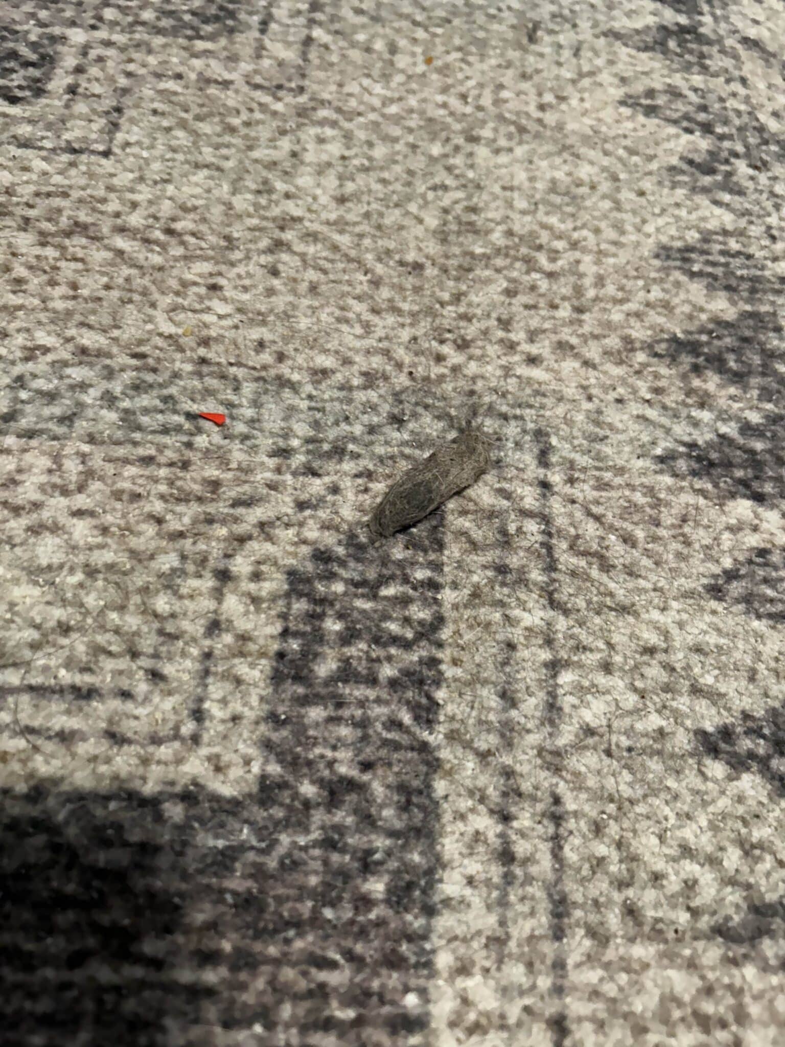 Why does my cat eat plants? Does it help with hairballs? The Animal Medical Center