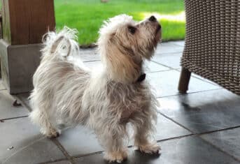 Small dog with Cushing's Disease standing outside.