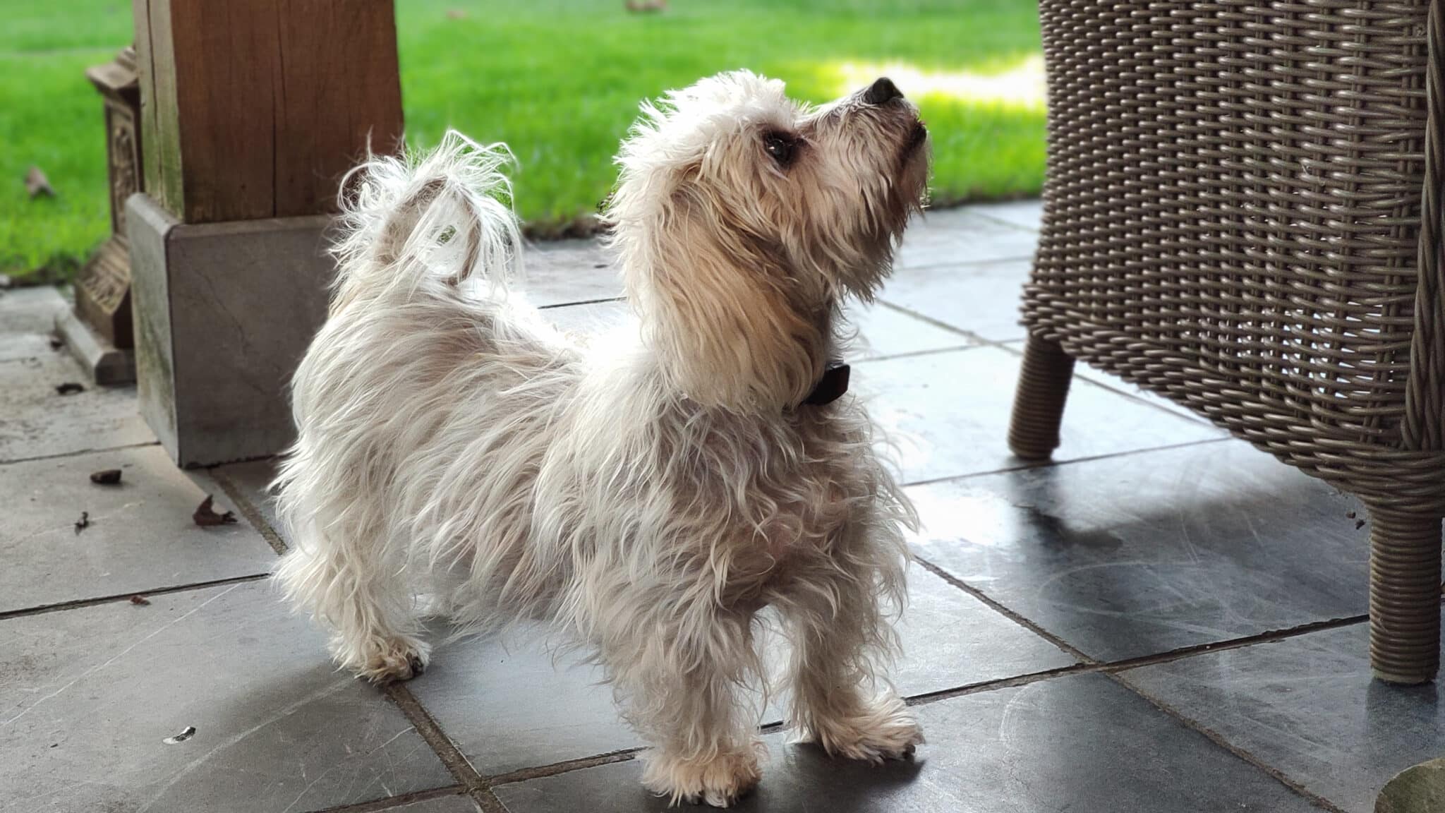 Small dog with Cushing's Disease standing outside.