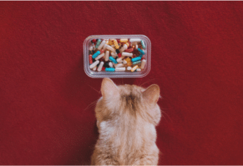 A cat looking at a tray of medications