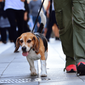 Dog walking on a sidewalk