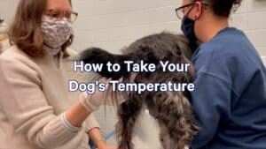 veterinarian and vet tech taking a dog's temperature