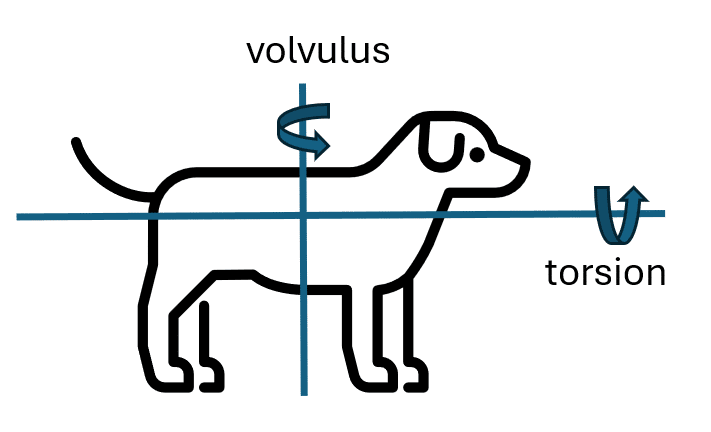 A diagram illustrating volvulus and torsion in a dog