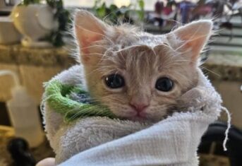 Cashew, a kitten, wrapped up in a blanket
