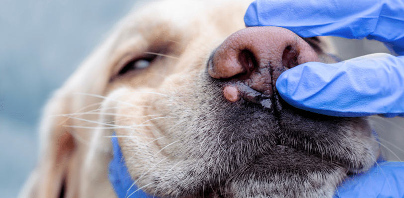 mast cell tumor on dog's face