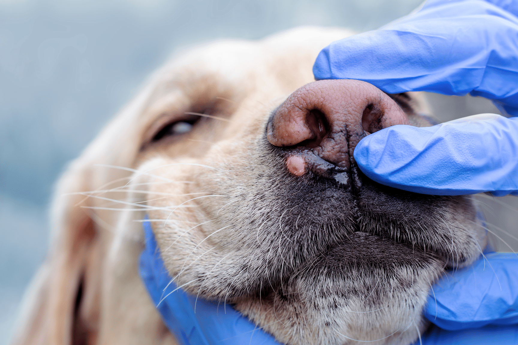mast cell tumor on dog's face