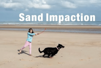 Playing fetch with dog on beach