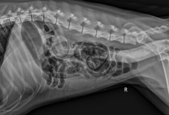 An x-ray of torsion in a dog