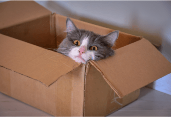A cat in a box